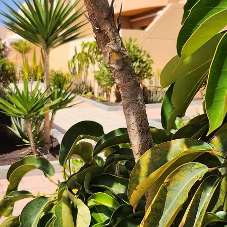 Appartamento Oro De La Bahia Caleta De Fuste